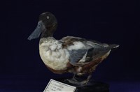 藏品(琵嘴鴨)的圖片